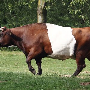 Lakenvelder cattle (Bos taurus taurus), 2024-08-21