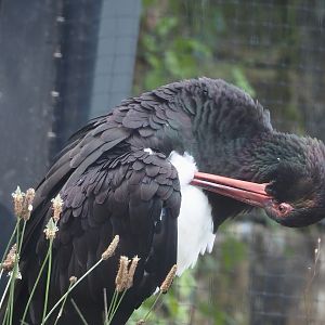 Black stork (Ciconia nigra), 2024-08-21
