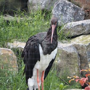 Black stork (Ciconia nigra), 2024-08-21