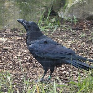 Common raven (Corvus corax corax), 2024-08-21