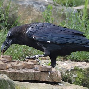 Common raven (Corvus corax corax) with enrichent, 2024-08-21