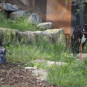 Common raven (Corvus corax corax) and Black stork (Ciconia nigra), 2024-08-21