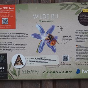 Example of native wildlife signage for wild bees, 2024-08-21
