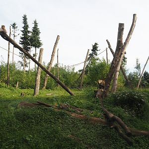 Barbary macaque exhibit, 2024-08-21