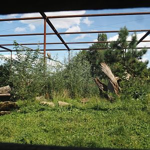 Taiga aviary, 2024-08-21