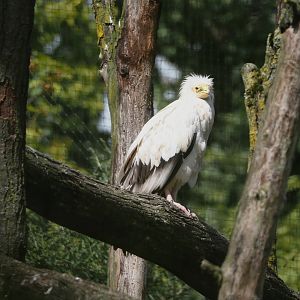 Western Egyptian vulture (Neophron percnopterus percnopterus), 2024-08-21