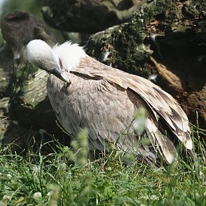 Western Eurasian griffon vulture (Gyps fulvus fulvus), 2024-08-21