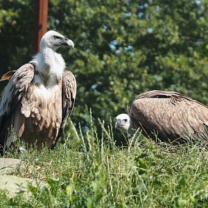 Western Eurasian griffon vultures (Gyps fulvus fulvus), 2024-08-21