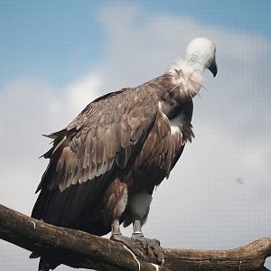 Western Eurasian griffon vulture (Gyps fulvus fulvus), 2024-08-21