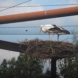 European white stork (Ciconia ciconia) on top of the Taiga aviary, 2024-08-21