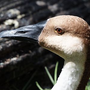 Swan goose (Anser cygnoides), 2024-08-21