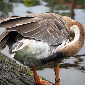Swan goose (Anser cygnoides), 2024-08-21