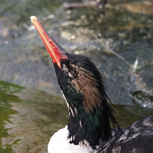 Scaly-sided merganser (Mergus squamatus), 2024-08-21