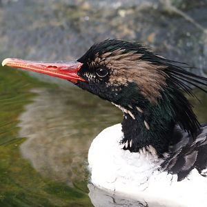 Scaly-sided merganser (Mergus squamatus), 2024-08-21