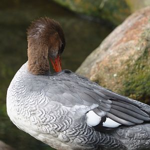 Scaly-sided merganser (Mergus squamatus), 2024-08-21