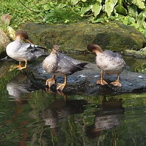 Scaly-sided mergansers (Mergus squamatus), 2024-08-21