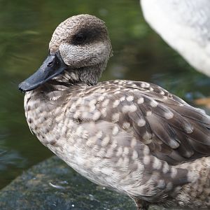 Marbled teal (Marmaronetta angustirostris), 2024-08-21