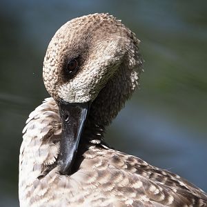 Marbled teal (Marmaronetta angustirostris), 2024-08-21