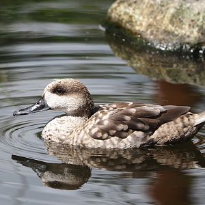 Marbled teal (Marmaronetta angustirostris), 2024-08-21