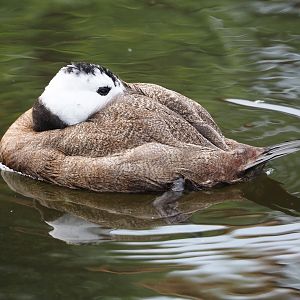 White-headed duck (Oxyura leucocephala), 2024-08-21