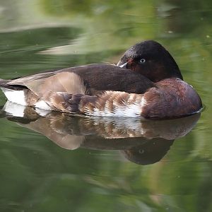 Baer’s pochard (Aythya baeri), 2024-08-21