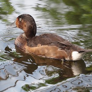 Baer’s pochard (Aythya baeri), 2024-08-21