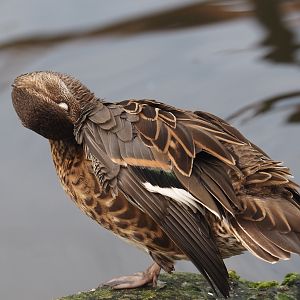 Baikal teal (Sibirionetta formosa), 2024-08-21