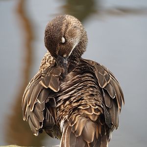 Baikal teal (Sibirionetta formosa), 2024-08-21