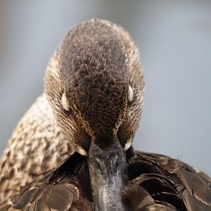 Baikal teal (Sibirionetta formosa), 2024-08-21