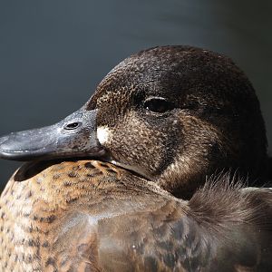 Baikal teal (Sibirionetta formosa), 2024-08-21