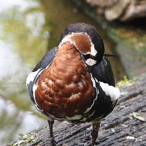 Red-breasted goose (Branta ruficollis), 2024-08-21