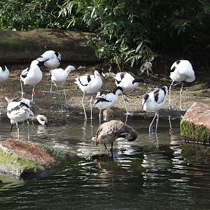 Pied avocets (Recurvirostra avosetta) and Marbled teals (Marmaronetta angustirostris), 2024-08-21