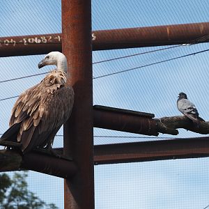 Western Eurasian griffon vulture (Gyps fulvus fulvus) and Rock dove (Columba livia), 2024-08-21