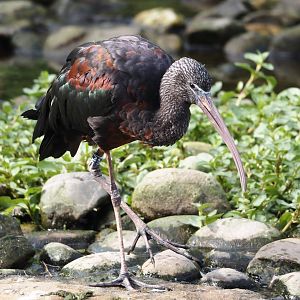 Glossy ibis (Plegadis falcinellus), 2024-08-21