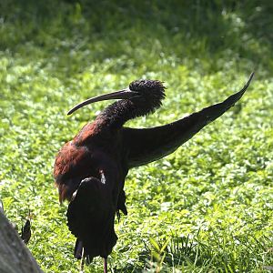 Glossy ibis (Plegadis falcinellus), 2024-08-21