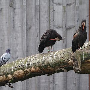Rock dove (Columba livia) and Waldrapps (Geronticus eremita), 2024-08-21