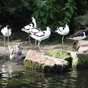 Pied avocets, Marbled teals and Eurasian oystercatcher, 2024-08-21