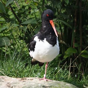 Eurasian oystercatcher (Haematopus ostralegus), 2024-08-21