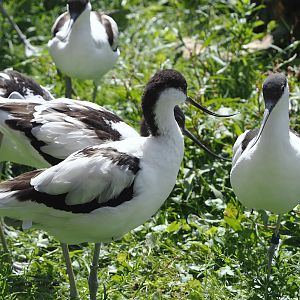Pied avocets (Recurvirostra avosetta), 2024-08-21