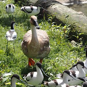 Swan goose (Anser cygnoides) and Pied avocets (Recurvirostra avosetta), 2024-08-21
