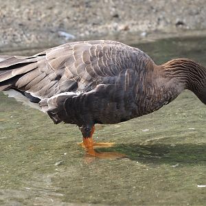 Lesser white-fronted goose (Anser erythropus), 2024-08-21