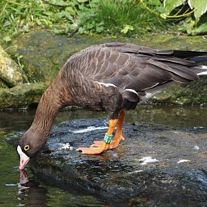 Lesser white-fronted goose (Anser erythropus), 2024-08-21