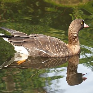 Lesser white-fronted goose (Anser erythropus), 2024-08-21