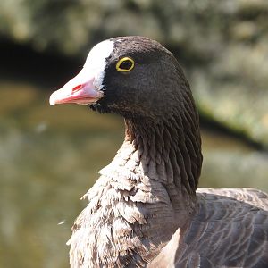 Lesser white-fronted goose (Anser erythropus), 2024-08-21