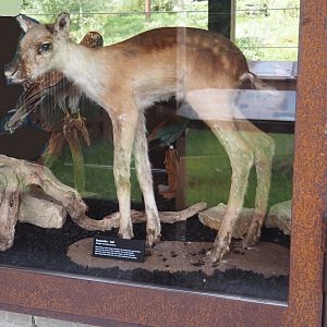 European forest reindeer (Rangifer tarandus fennicus) calf taxidermy, 2024-08-21