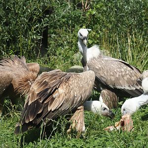 Western Eurasian griffon vultures (Gyps fulvus fulvus) eating some ribs, 2024-08-21