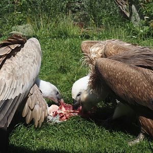 Western Eurasian griffon vultures (Gyps fulvus fulvus) eating some ribs, 2024-08-21