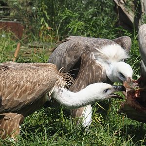 Western Eurasian griffon vultures (Gyps fulvus fulvus) eating some ribs, 2024-08-21