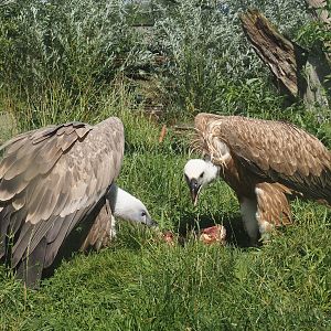 Western Eurasian griffon vultures (Gyps fulvus fulvus) eating some ribs, 2024-08-21