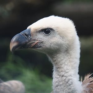 Western Eurasian griffon vulture (Gyps fulvus fulvus), 2024-08-21